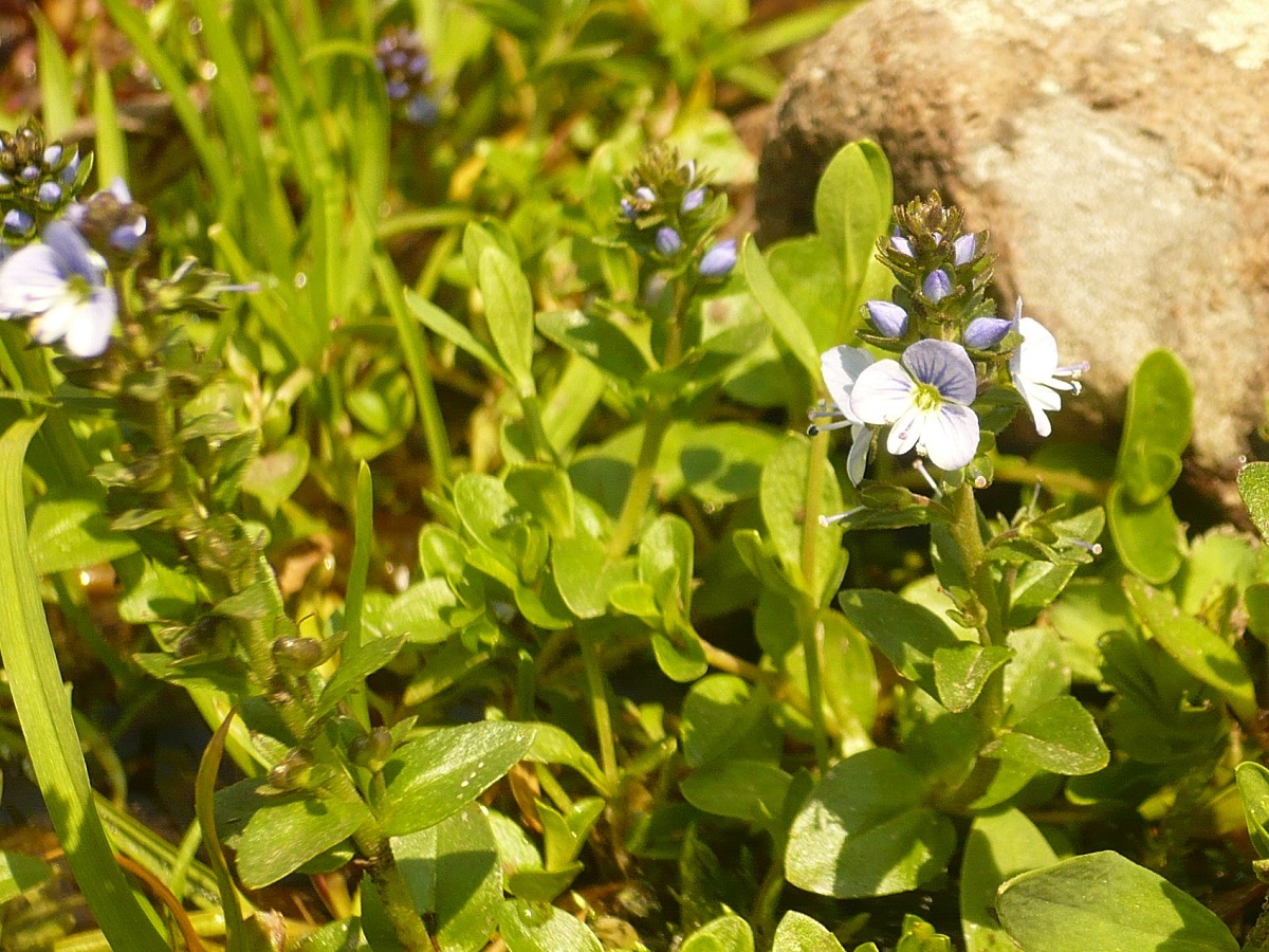 Veronica serpyllifolia subsp. humifusa (Plantaginaceae)